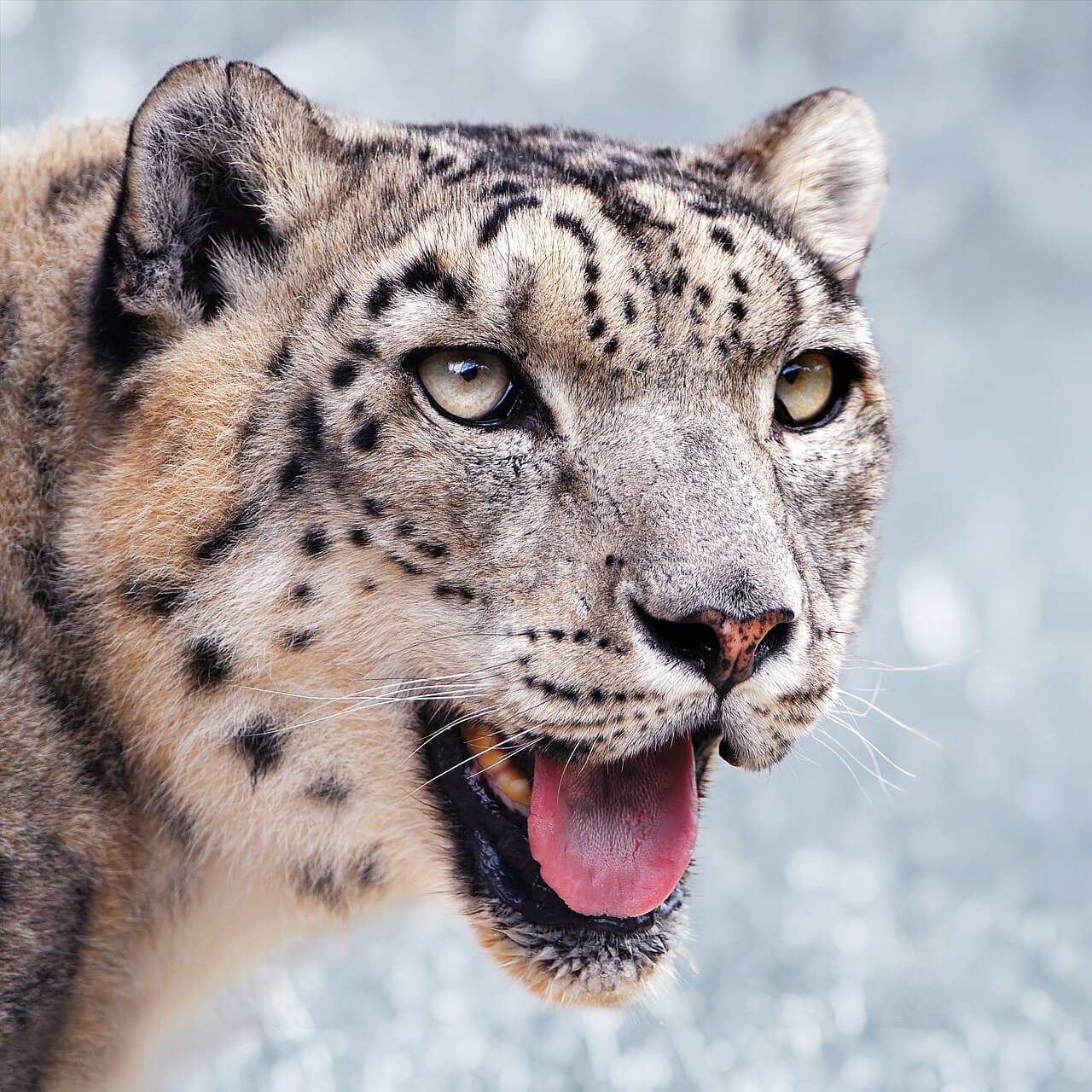 Snow Leopard (Panthera uncia)
